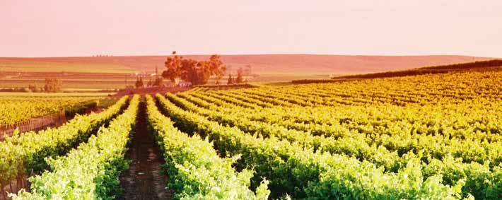 SOUTH AFRICA LUTZVILLE The is where you will find South Africa s most western vineyards facing the Atlantic Coast.