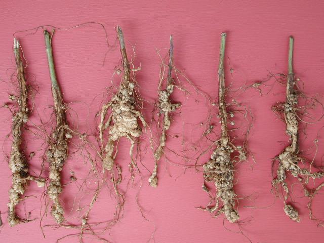 ROOT-KNOT NEMATODE Will never cause problems in clay, clay loam and alluvial soils Common on sugarcane in sand,
