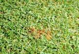 damage to green often resembles
