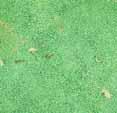 Black Cutworm Damage Black Cutworm Armyworm Black cutworm damage spots on short-cut bentgrass.