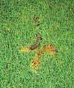 Mow green daily to harvest eggs Black cutworms usually appear to have a broad, light colored