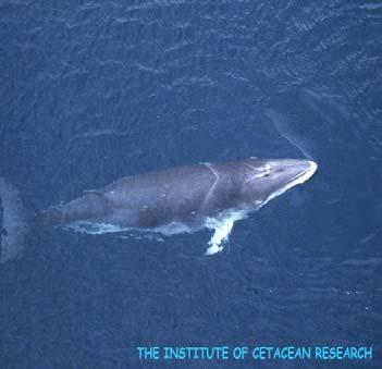 Some species of whales are overabundant The IWC Scientific Committee agreed in 1990 that there were 761,000 Minke whales.