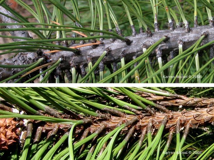 Image Date: August 29, 2008 Image File Name: ponderosa_pine_3119.png Branch/Twig: Description: The stems of ponderosa pine are stout.