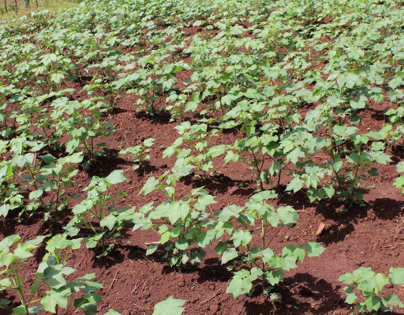 common denominator the Project needs to use to integrate its different initiatives is the transfer and adaptation of high-yielding cotton varieties that have great potential for introduction in the