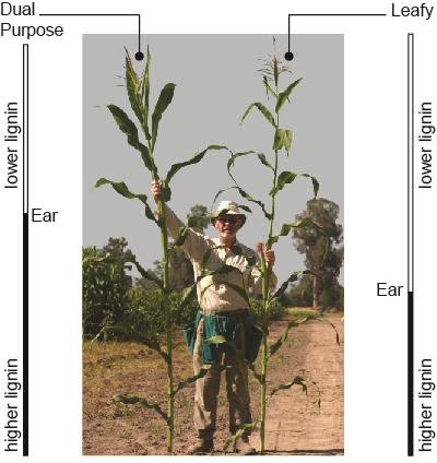 Figure 1: Ear position as it relates to lignin content in Dual Purpose and Leafy PLANT DENSITY: UNLOCKING LEAFY S AGRONOMIC AND ECONOMIC BENEFITS In breeding Leafy we can select giant individuals,