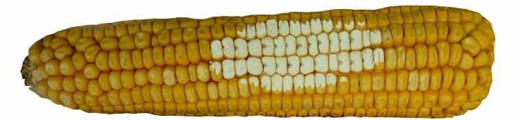 I am confident that our floury hybrids are much better for producing low mold-contaminated product than many current grain corn hybrids.