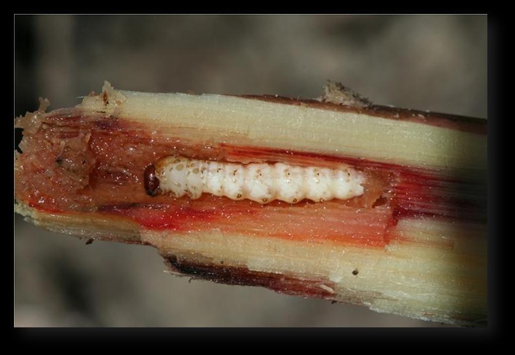 Damage caused by larvae of the sugarcane moth borer, Diatraea saccharalis, the key insect pest of sugarcane in Jamaica, continues to be an important source of yield loss incurred by Jamaican