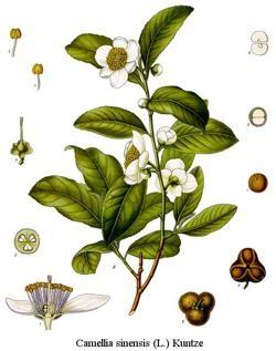 The Tea Plant, Camellia Sinensis Whilst there are many different types of tea available on the supermarket shelf, most originate from the 'Tea Plant', otherwise known as Camellia Sinensis variant