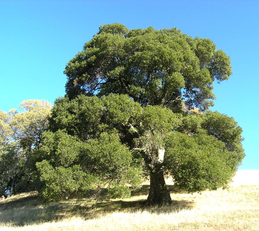 Coast live oak occurs from southern Mendocino County south through the Coast Ranges and mountains of