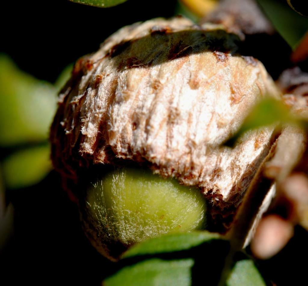Interior live oak acorns site in a scaly cup but are