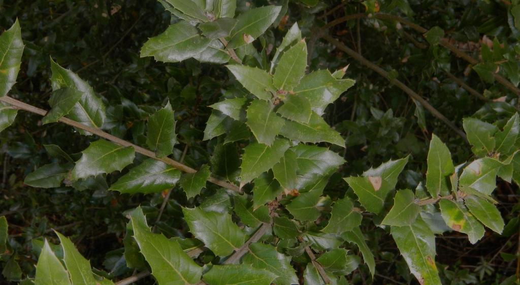 The Shreve oak, Q. parvula, is poorly known to most naturalists because it closely resembles interior live oak. The tree form, Q.