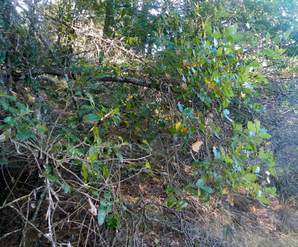 The Tamalpais scrub oak, a rare variety of Q. parvula called var.