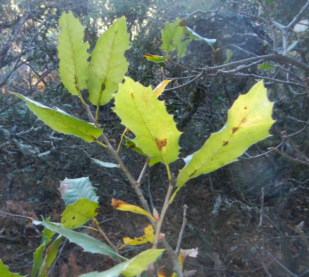 The Tamalpais scrub oak is similar to the tree form of Shreve oak but