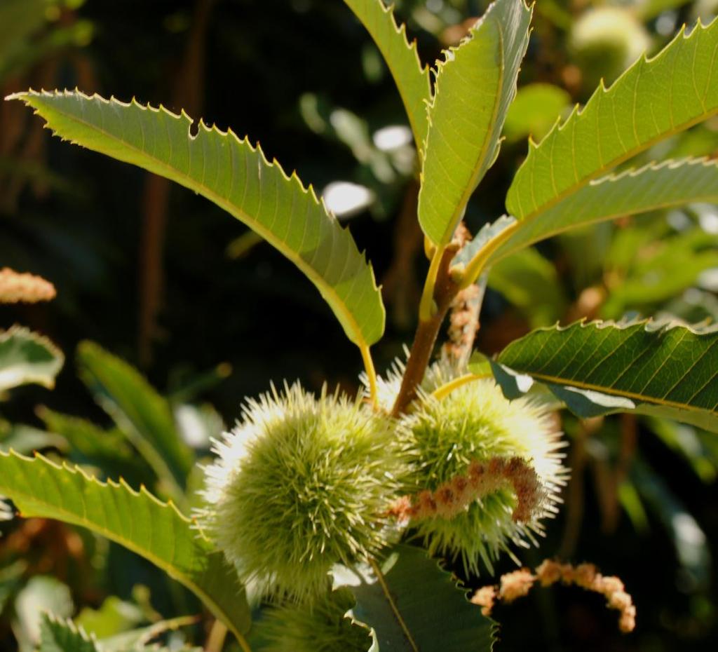 The chestnuts are small to large trees with conspicuous, ovate, coarsely serrated leaves, white candellike male catkins, and sweet nuts enclosed