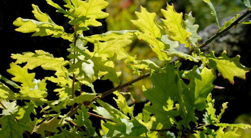 Although the deciduous valley oak has lobed leaves somewhat like the