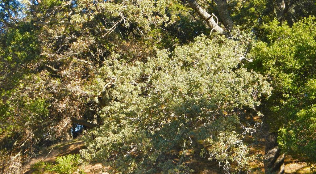 Blue oak, Q. douglasii, is another tree white oak.