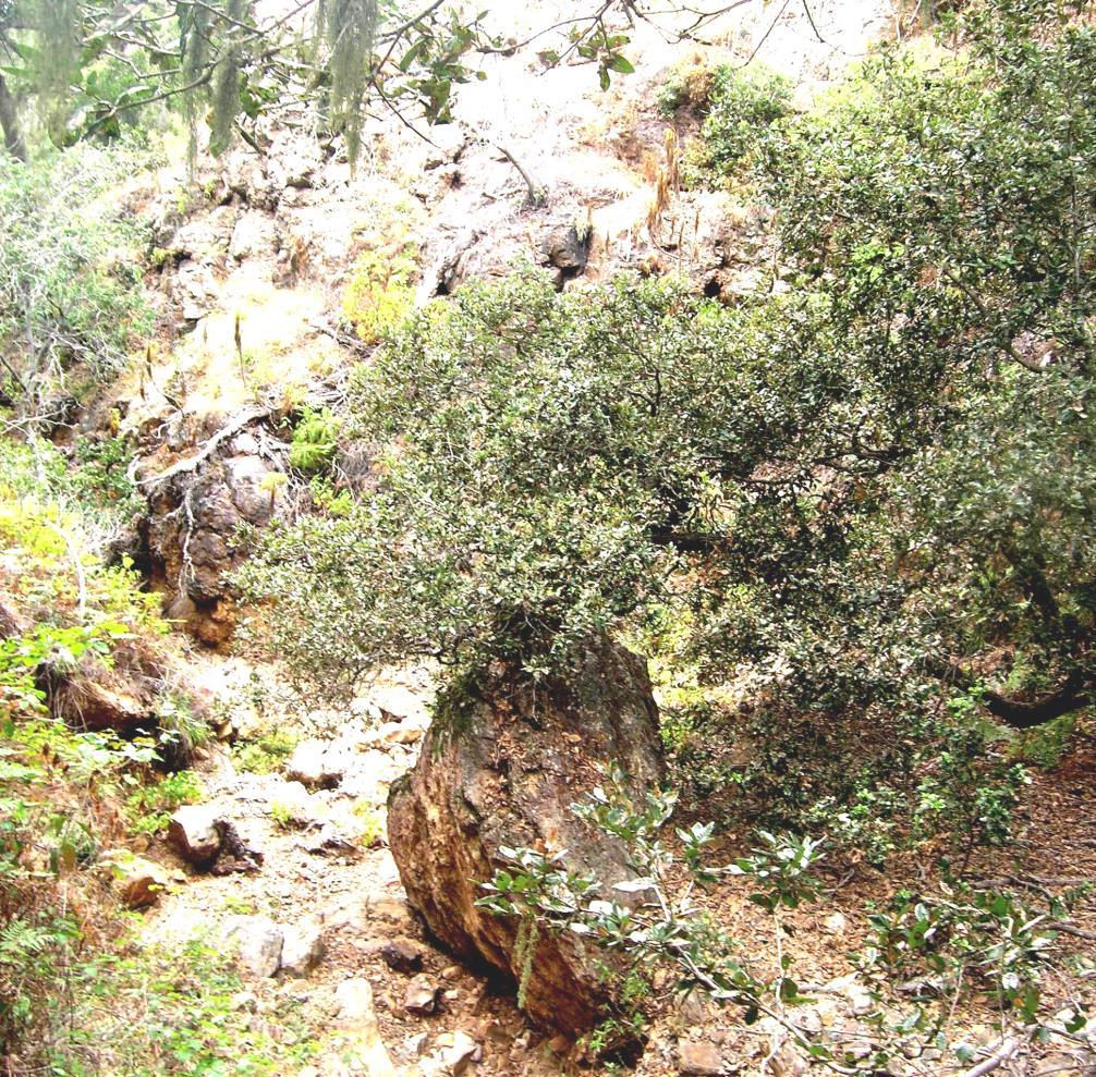 The other full-fledged tree in the golden oak group is the rare island