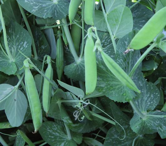 Powdery Mildew Garden standard variety for early drilling very long pods
