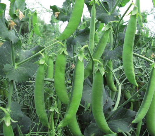 good pod filling good pod filling uniform fresh green pea color easy harvesting
