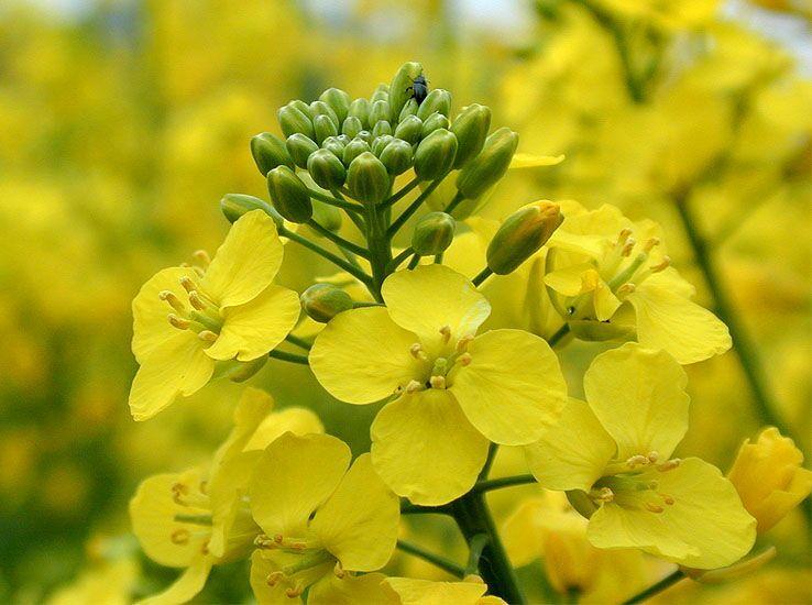 Brassica napus An important source for edible vegetable oil and biodiesel worldwide.