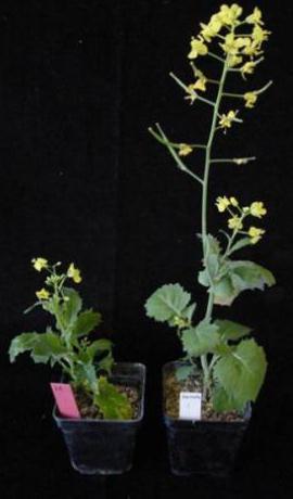 Verticillium wilt in B. napus Soil-borne plant fungus V.