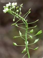 (Brassicaceae) 2 carpels