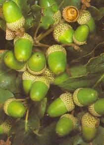 in cupule: formed from bracts or receptacle e.g. hazelnut, oak, beech, sweet chestnut 4. 5.
