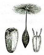 II. DRY, INDEHISCENT FRUITS (8 types) 6.