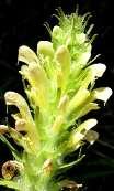 Bracted Lousewort Pedicularis bracteosa Benth.