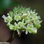 racemosa (Cimicifuga racemosa)