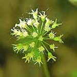 flower stalk) Tall Thimbleweed has