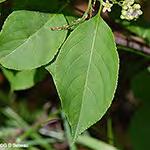 canadensis Leaf compound, 15-35