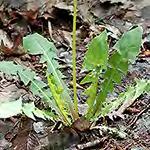 Silphium integrifolium (AKA holeleaf