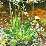 Nettle ood Nettle Common Plantain
