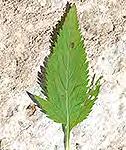 usually branched, leaves flat,