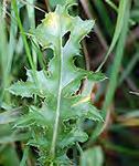 vein on leaf margin Thistle -