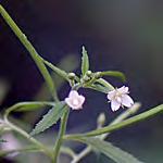 hirsuta (AKA Hoary ood Mint) Leaf -