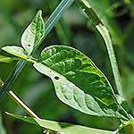 ellflower) Epilobium ciliatum ssp.