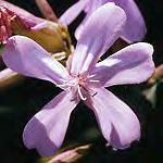 Pink ouncing et Lanceleaf Figwort Rosa woodsii