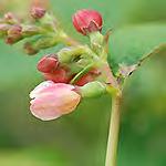 officinalis (AKA Soapwort- Pink Flower) Leaves