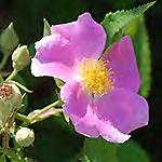 Climbing Rose* 5-7 leaflets, few stem prickles,