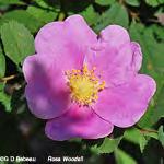 Leaflets 5 to 7 (or 9), flowers solitary Rosa