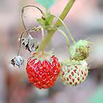 Tip tooth broad  Virginia Strawberry -