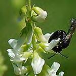 Leucanthemum vulgare ater