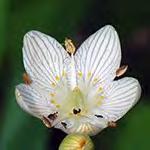 minor hair, 6-16 flowers per umbel,