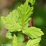 Rubus flagellaris (AKA Northern Dewberry)