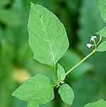 Saponaria officinalis (AKA Soapwort)