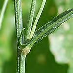 Coreopsis) Stem stiff; leaves opposite,
