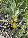Lysmachia terrestis (AKA Yellow