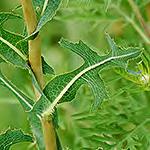 Leaves vary from entire, toothed, to